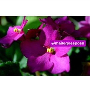 Art Photograph Print Purple African Violets flowers 8X10” floral photo decor